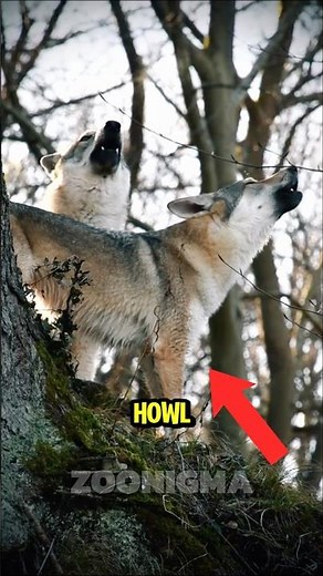 The Real Reason Wolves Howl At Night 🐺