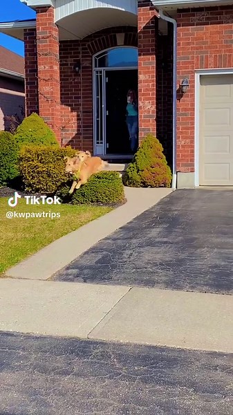 Pawtrips Pup Bus: A Fun Dog Adventure Experience