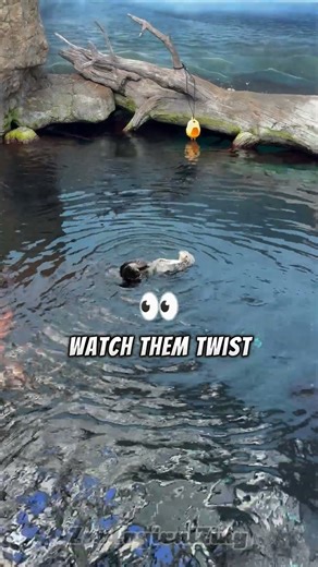 Otters Move Like Ninjas Underwater