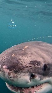 Great White Shark Has Bubbles Coming Out Of Its Spiracle | White Shark Ocean