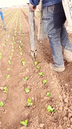 Easy Way For Transplanting with Seedling Planter #farmingtech