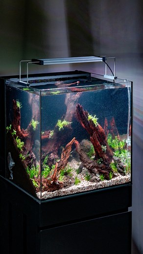 Buce Plant on Instagram: "Rate this scape (1-10) 🔥 Check out the setup and scaping process of a UNS 40A Dual All-In-One! For this tank, we started with a steep slope of substrate to cover the bags of UNS Controbase. This aquarium substrate supplement will slowly release nutrients to our plants, especially the stems we chose for the background 🌱 Specs: UNS 40A - 16 Gallon Dual AIO Rimless Aquarium, UNS Controbase, UNS Controsoil Black, UNS Controsand - Tahoe, Pacific Wood, Icelandic Lava Stone,