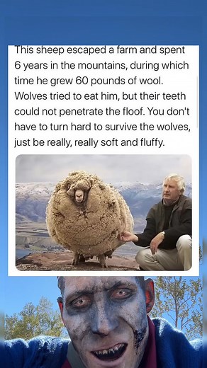 1.5M views · 3.2K reactions | This sheep escaped a farm and spent 6 years in the mountains | Ethan Daniel Corbett | Facebook