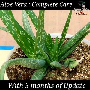 14K views · 280 reactions | Complete guide on Aloe Vera | DIY Gardening : Today I am going to show you how to grow aloe vera at home . It is a succulent or desert plant and can be grown indoor. It is best for small space design or bedroom or interior decoration and air purification . #aloevera #bonsaitricks #succulents | Bonsai Tricks And a Lot More Official | Facebook