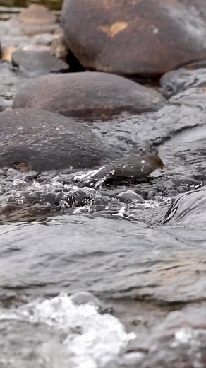 An American Dipper forages for food in a creek. North America's only Aquatic Songbird, the American Dipper spends it's time near fast flowing streams. They feed mainly on insects, crustaceans, small fish and fish eggs. Also, it has a transparent eyelid to help protect it's eyes underwater while it forages. It can be fun to watch these interesting birds as they dive head first from rocks and navigate fast moving water. Estes Park, Co. Canon R7, 500mm. #nature #birding #wildlife #birds #birdwatchi