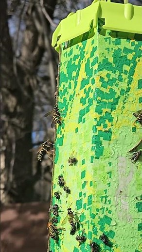 Wasp Trap That Works 👆 #wasp