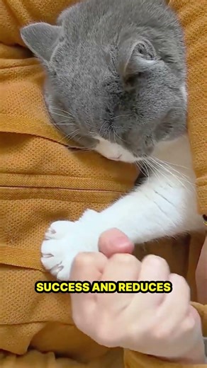 Why Cats Have Retractable Claws?