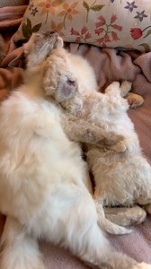 381K views · 13K reactions | Oh, to be a cat and a puppy cuddling in bed  | Furry Tails | Facebook