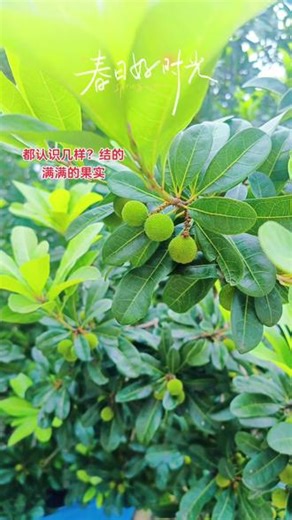 看起来很自愈~#果树 #多种多样 #春天的色彩 #春天的气息