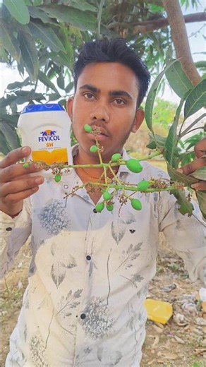 Mango ke upar #m seal #Fevicol #fevikwik #Kale mobil #experiment #extreme hub