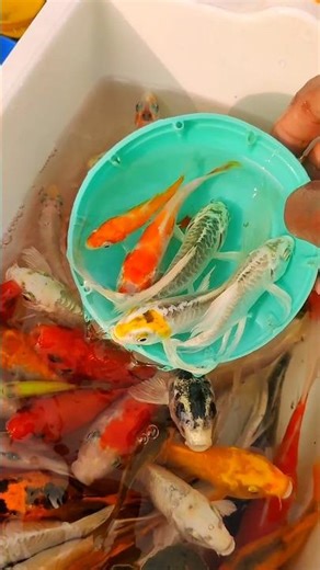 Catch Most Beautiful Ornamental Fishin Mini Lake, Baby Turtles, Catfish, BettaFish and Lot of Fish