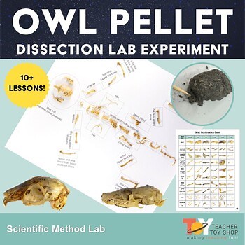 Owl Pellet Dissection Lab & Owl Unit: Bone Chart, Dichotomous Key, & Food Web