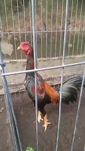 6K views · 130 reactions | Pakhoy adalah ayam pemukul setan. Berarti ayamku ini kalo lawan pakhoy masih aman. Karena ayamku bukan setan tapi demit. | Dwi Atmojo | Facebook