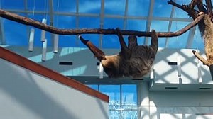 9.7K views · 50 shares | Did your week fly by, or was it a slow crawl to the weekend? Celebrate with Xena as she crawls across her new "bridge." #ThatFridayFeeling. | Texas State Aquarium | Facebook