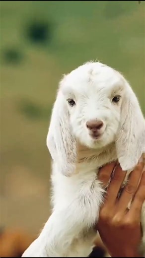 #goat Cute Goat Moments 🐐❤️ | Funny & Adorable Goat Short #Shorts