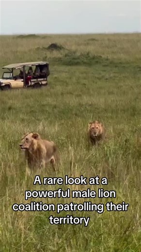 The Real Kings of the Savannah: Fierce Lion Coalition
