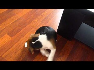 Indigo, beagle de 2 mois, 1er jour à la maison