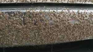 Bugs swarm Causeway bridge, cause lower visibility for drivers