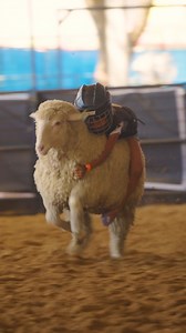 151K views · 1.1K reactions | Ridin’ into the weekend like   Mutton Bustin’ presented by H-E-B | RODEOHOUSTON | Facebook