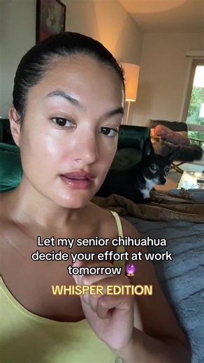 Let My Senior Chihuahua Decide Your Effort at Work Tomorrow — Whisper Edition