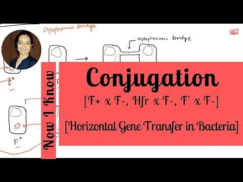 Bacterial Conjugation - Horizontal Gene Transfer Part - I [F+ x F-, Hfr x F-, F' x F-]