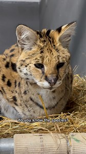 Big ears, long necks, long legs— it’s the cat of spare parts! 💡 Or, as most of you probably know them, servals 🐆. Did you know servals have the LARGEST ears in portion to their body of any wild cat?! 🙀 #serval #servalsofinstagram #servalcat #servals #wildcat #wildcats #serval #rescuecats #catears | Wildcat Sanctuary