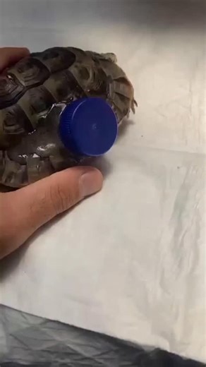 Global Veterinarians 🐾🩺 on Instagram: "➡️ Innovative Care for a Broken Shell. • A vetnerian came up with a brilliant way to the save the turtle with the damages shell using the ordinary cap of bottle • A turtle lost his piece of shell making survival difficult. •®The vetnerian advised a patch to predically apply a healing solution and use cap to heal to heal the wound. . . . . . ➡️ Re-posted video nino_wild_vet 🔄 . . . #pak__veterinary #globalvets #vets #veterinary #vetsurgery #vetlove #vetin