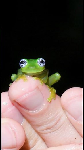 Frog Hypnosis?! Look at those eyes!