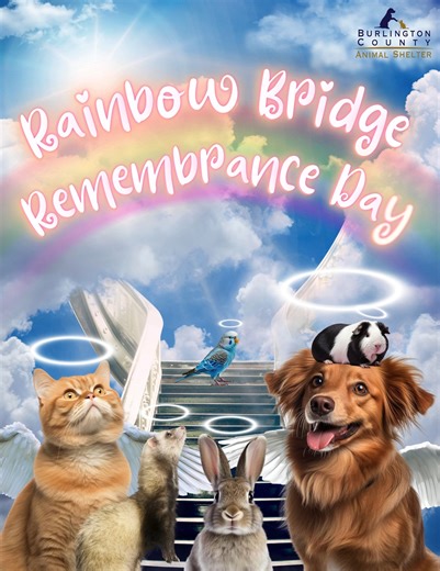 3K views · 78 reactions | 諾It's Rainbow Bridge Remembrance Day, a...