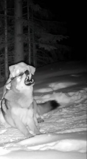 An Alpha Wolf Challenged a Kangal… Biggest Mistake of Its Life 🐺🐕‍🦺💀