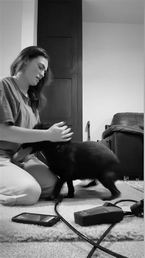 OUR SPANIEL SQUAD on Instagram: "Scanning Peaches 🍑 5 week pregnant cocker spaniel 🤎"