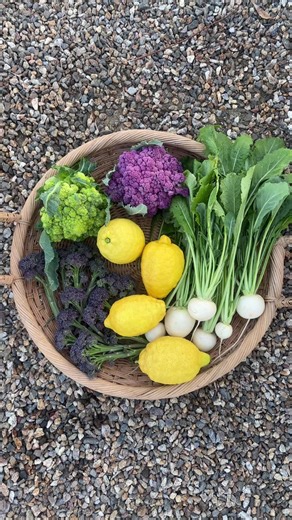 Incredible Evening Harvest of Romanesco Broccoli