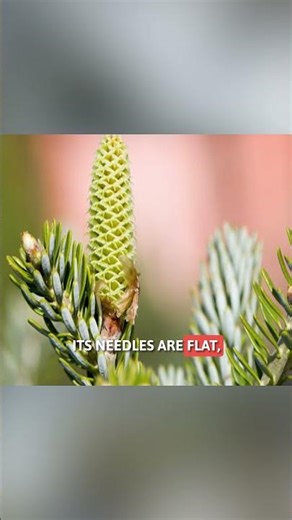 Trees of Pakistan..Abies Pindrow (himalayan fir). #trees #trending #forest #pakistan #viral