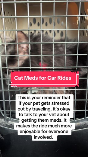 Cat Meds for Stress-Free Car Rides