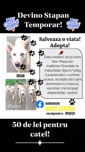 3.7K views · 26 reactions | Aceștia sunt o parte dintre cățeii din adăpost care așteaptă de mai bine de un an să fie adoptați! Deveniți stăpâni temporari pentru acești căței, alegeți-vă cățelul dorit și donați 50 lei/lună pt hrană și deparazitare! La fiecare poză scriem numele stăpânului temporar care dorește să aibă grijă de el până la adopție! ❤️ | Asociatia Dogs Center Resita | Facebook