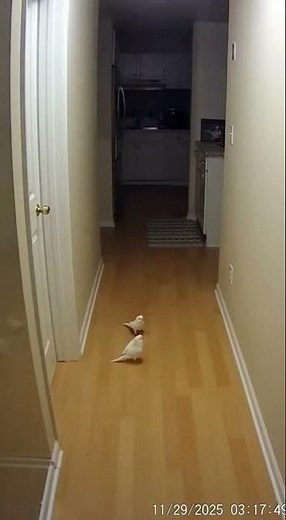 Parakeet Party Animal Wakes Up the WHOLE HOUSE 🤣