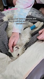497K views · 21K reactions | Adele stayed overnight at the vet last...