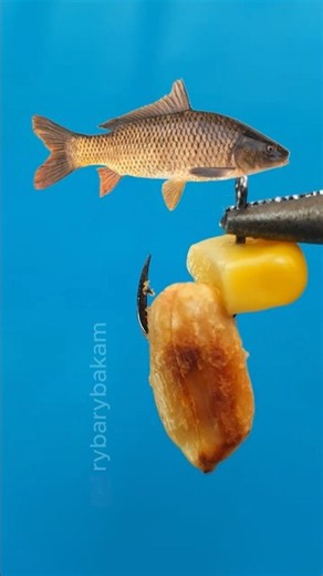 The Ultimate Carp Combo You Need to Try! #shorts