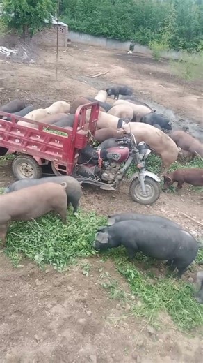 The Most Gorgeous 😂🐷 Pigs #shorts #youtubeshorts #ytshorts #viral #piggy #piglover #shortsfeed #fyp