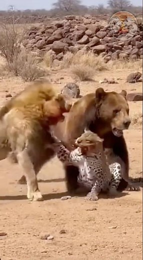 Deadliest Animal Fight Compilation