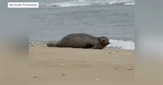 Harbor seal spotted resting on Nags Head beach on Sunday