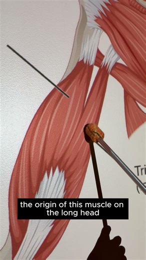 Triceps Brachii #kinesiology #anatomy #anatomystudy #anatomyshorts #science #biomechanics
