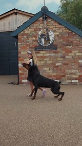 A 6-year-old and her loyal protectors ❤️ Family protection done right—it’s all in how you raise them. | Protection Dogs Worldwide