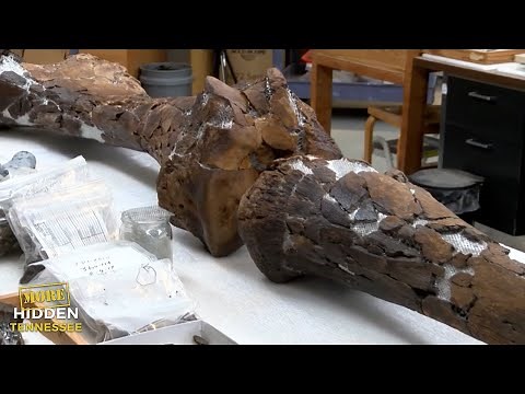 Fossils you won’t find anywhere except Tennessee