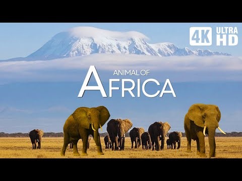 Africa 4K: Kingdom of the Wild | Wild Africa Documentary | Animals of the African Savannah