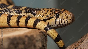 Pacific gopher snake or coast gopher snake, Pituophis catenifer sayi. Endemic to North America
