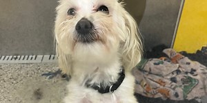 KC shelter hopes adoption special will help save dogs at risk of euthanasia