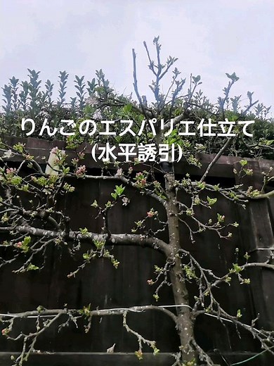 【林檎の木のエスパリエ仕立て(水平誘引)】#果樹 #庭木の剪定 #りんごの木