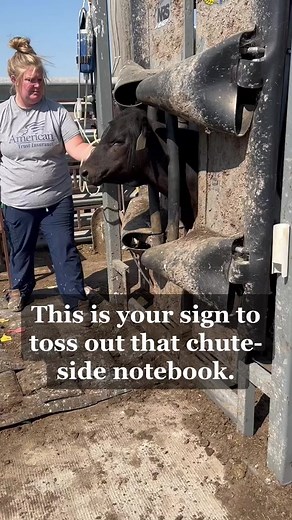 With Performance Beef, all records are digital and information is collected in real time. #PerformanceBeef #CattleData #CattleHealth #CattleChute #AgTech