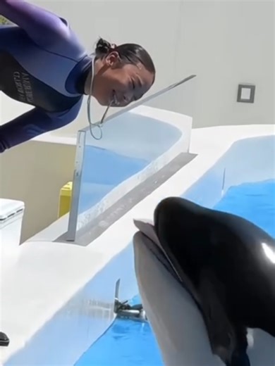 Dancing Orca Show with Jessica: A Heartwarming Experience